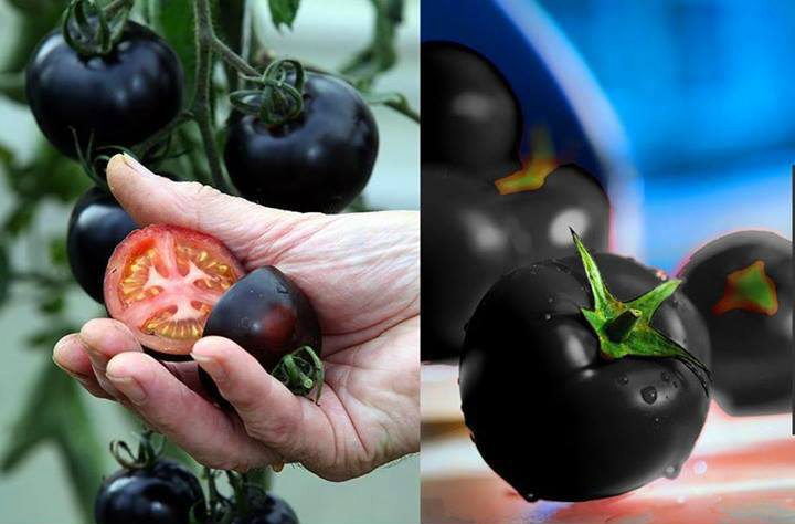 UK garden center grows Britain's first black tomatoes which contains anthocyanins, an oxidant believed to help fight cancer, diabetes and obesity