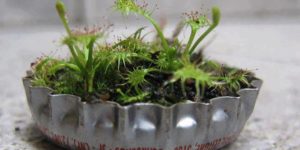 A micro-garden in a bottle cap