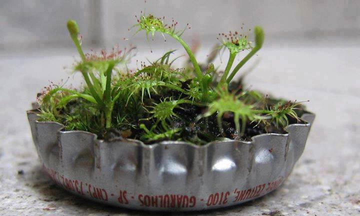 A micro-garden in a bottle cap