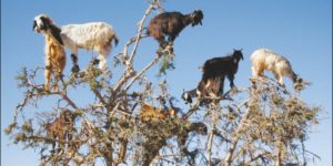 The tree-climbing goats of Morocco