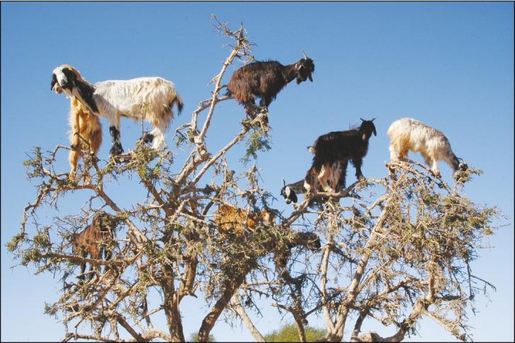 The tree-climbing goats of Morocco