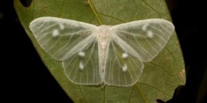 A rare transparent moth, the lymantrine moth from Yunnan, China