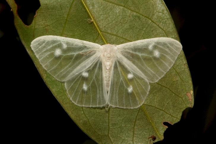 A rare transparent moth, the lymantrine moth from Yunnan, China