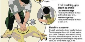 Saving your pet with CPR.