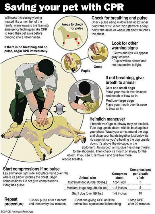 Saving your pet with CPR.