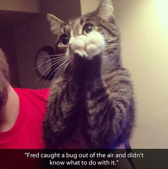 Fred caught a bug and wasn't sure what to do with it.