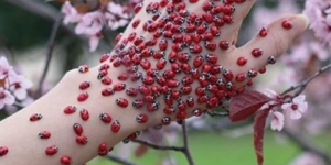 Lady bug party