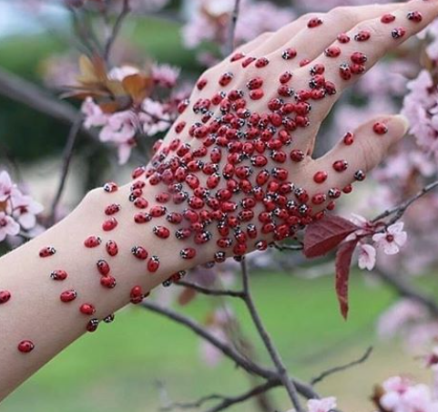 Lady bug party