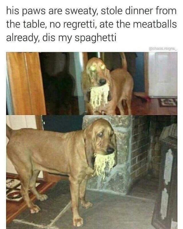 Dogs s p a g h e t