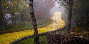 The Yellow Brick Road in North Carolina’s abandoned Wizard of Oz theme park