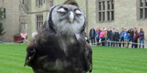 Britain’s smuggest owl.