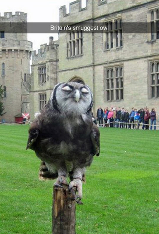Britain's smuggest owl.