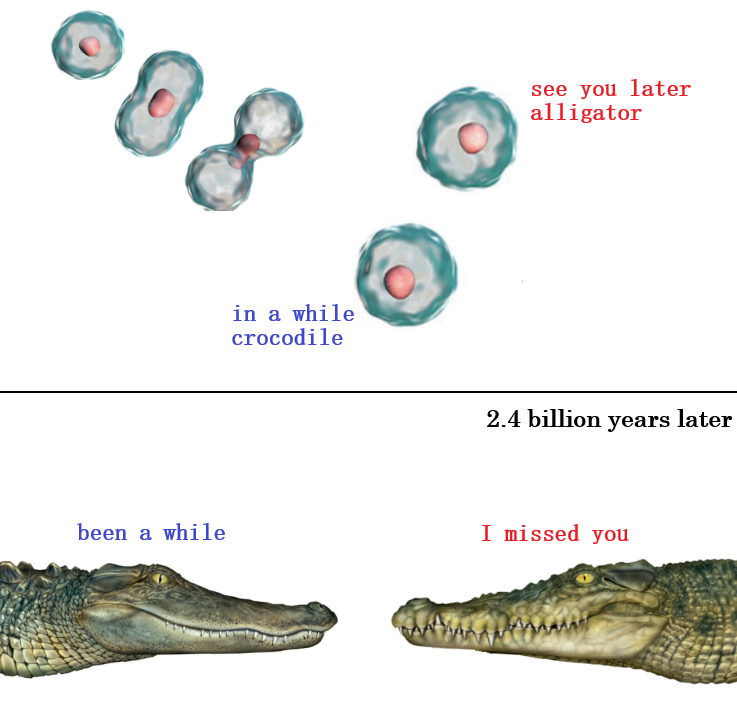 Alligator - Crocodile: An Origin Story.