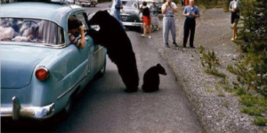 The dark days of Yogi Bear..