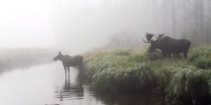 Moose+in+the+Mist