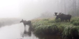 Moose in the Mist