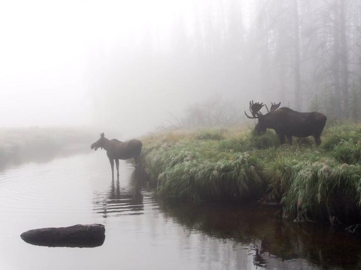 Moose in the Mist