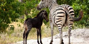 The Botswana government just tweeted this picture of a rare black Zebra foal spotted in the Okavango delta