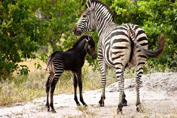 The Botswana government just tweeted this picture of a rare black Zebra foal spotted in the Okavango delta