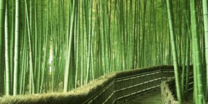 Walking inside the bamboo forest in Kyoto Japan