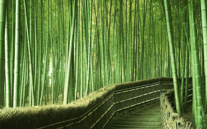 Walking inside the bamboo forest in Kyoto Japan