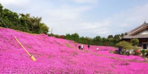 This Man Spent 20 Years Planting Scented Flowers For His Blind Wife