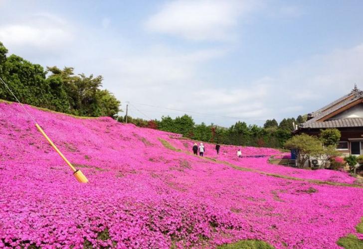 This Man Spent 20 Years Planting Scented Flowers For His Blind Wife