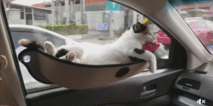 Kitter transport