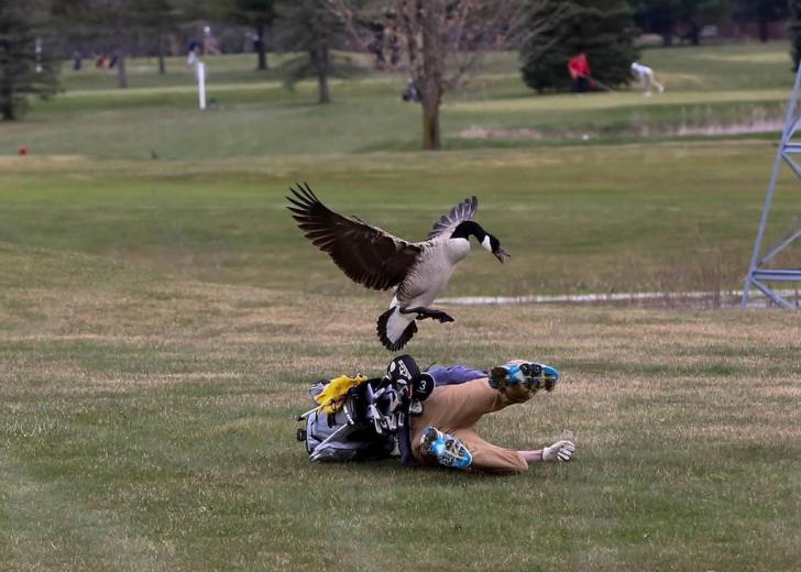 God help us all if Canada ever figures out how to weaponize the hatred that emanates from a goose.