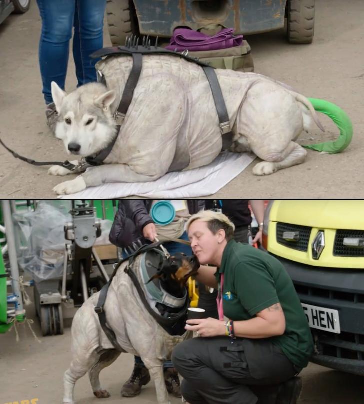 The Corellian Hounds in Solo were played by real dogs.