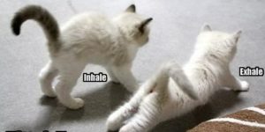 Kitteh Yoga.