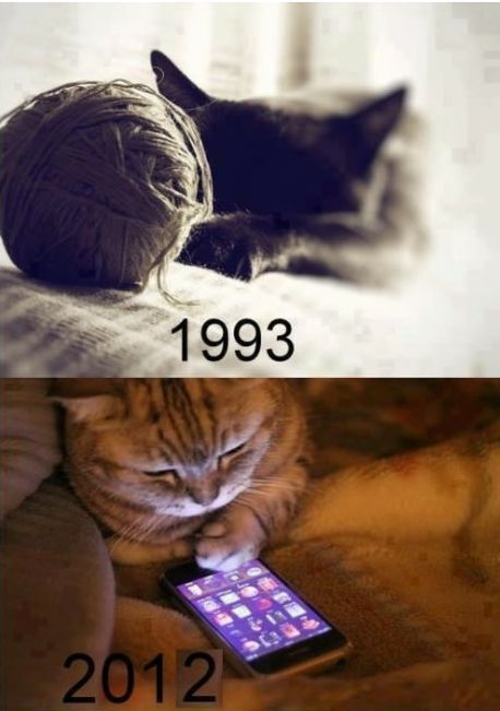 Cats these days...