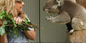 The force is strong with this koala.