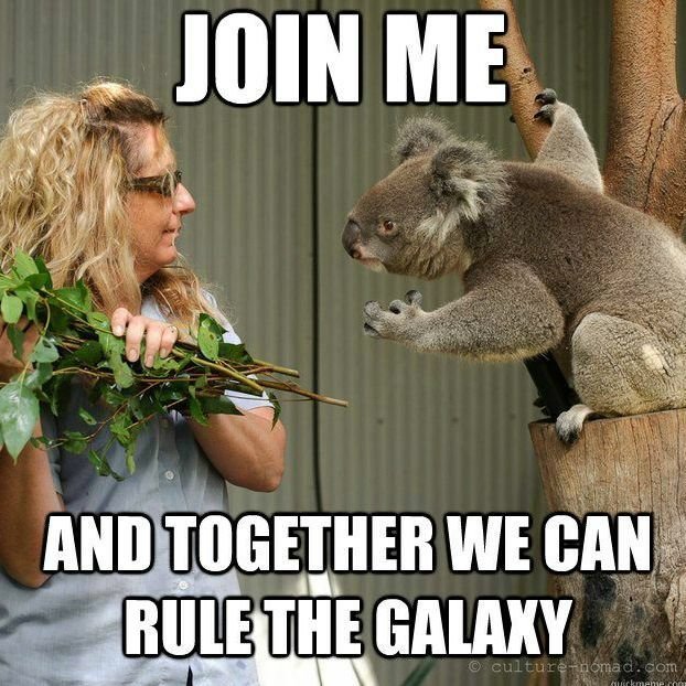The force is strong with this koala.