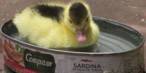 A duck in a sardine can.