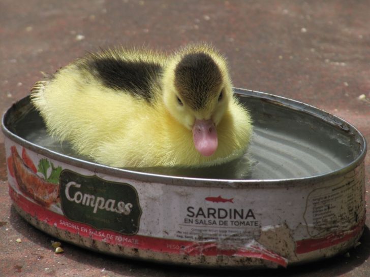 A duck in a sardine can.