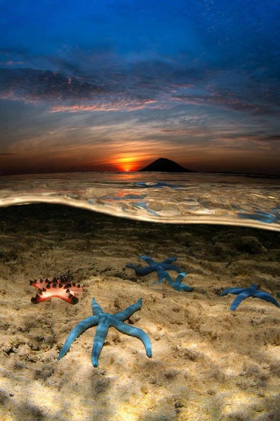 Starfish in Indonesia