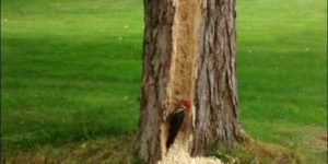 What does this wood pecker think he’s trying to prove?