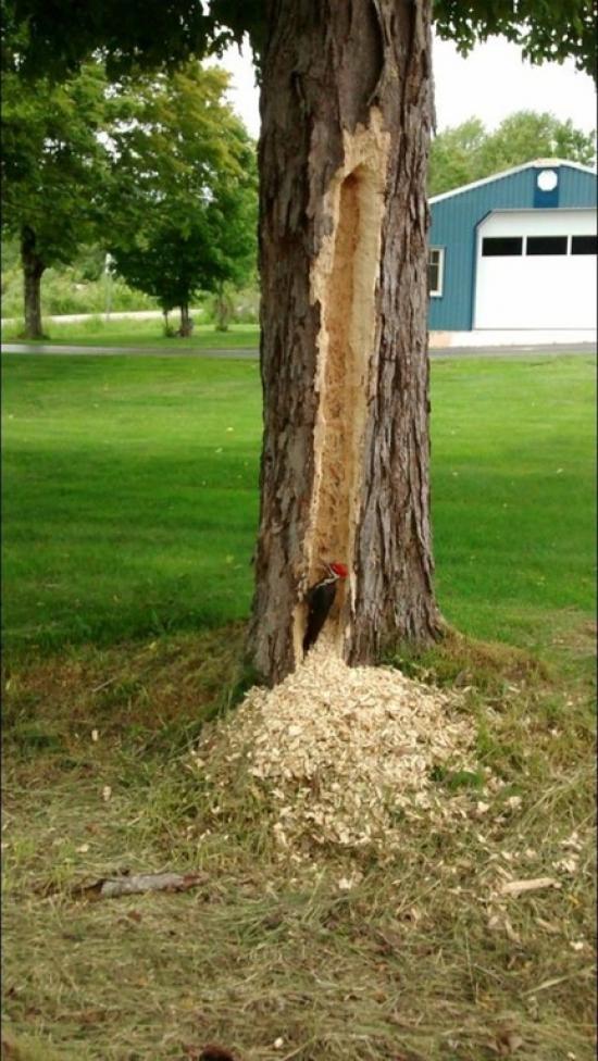 What does this wood pecker think he’s trying to prove?