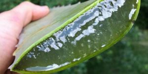 Huge gelatinous aloe chunk