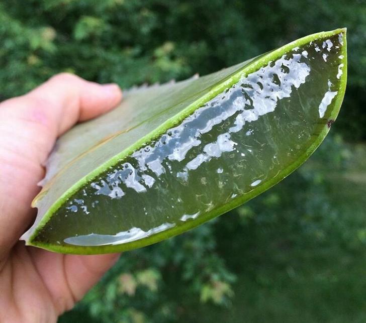 Huge gelatinous aloe chunk