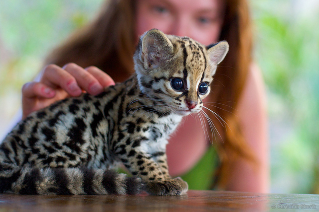 An ocelittle.