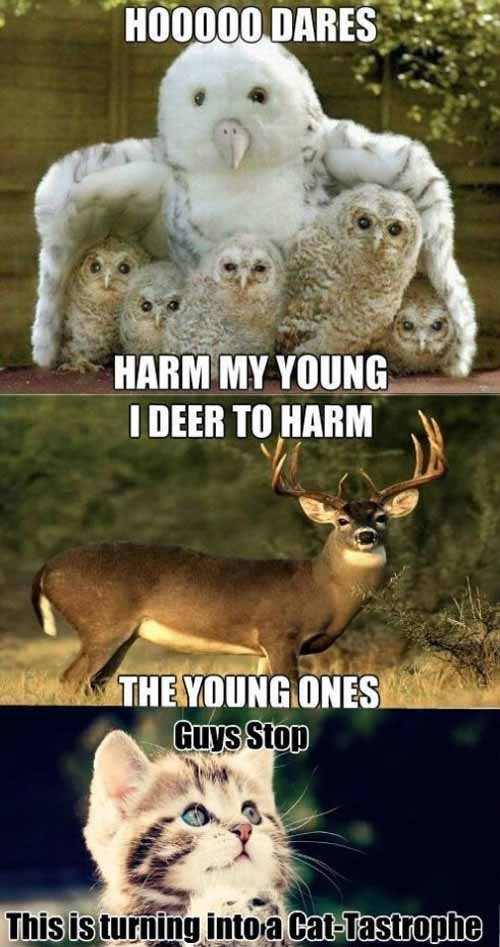 Animals are punny.