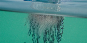 The Mighty Portuguese Man-of-War