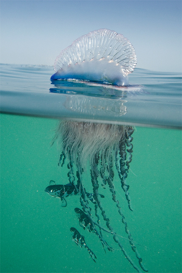 The Mighty Portuguese Man-of-War