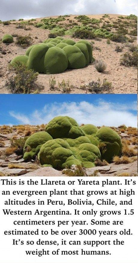 One of nature's strangest looking plants