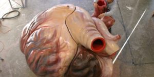 Full-scale model of a blue whale’s heart compared to a person