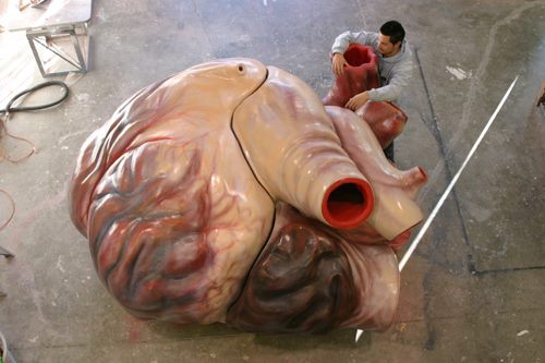 Full-scale model of a blue whale's heart compared to a person