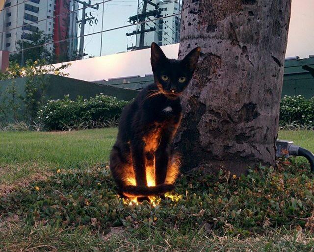 I think it has a side quest for me...