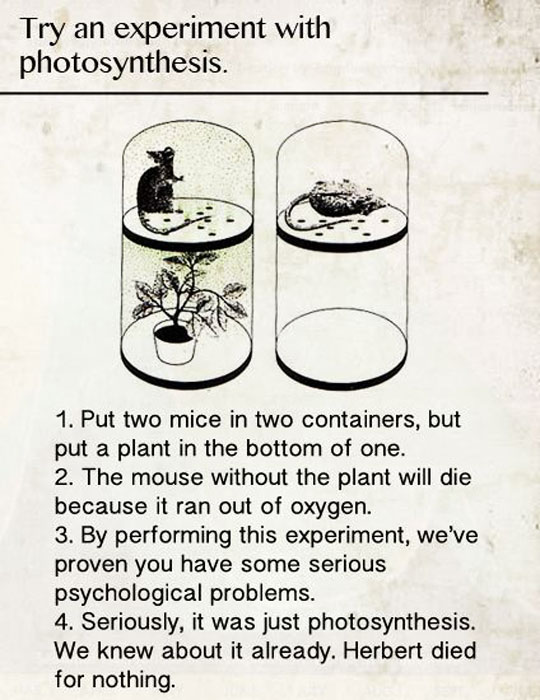 Experimenting with photosynthesis.